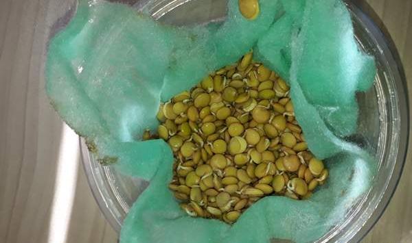 عکس سبزه نی نی سایت