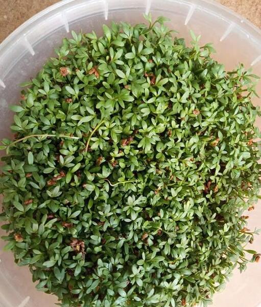 عکس سبزه نی نی سایت