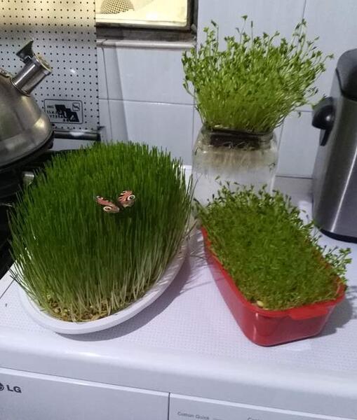 عکس سبزه نی نی سایت