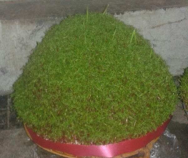 عکس سبزه نی نی سایت