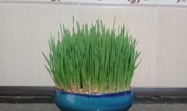 عکس سبزه نی نی سایت