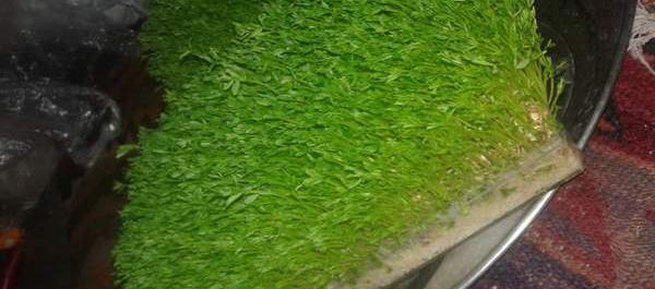 عکس سبزه نی نی سایت