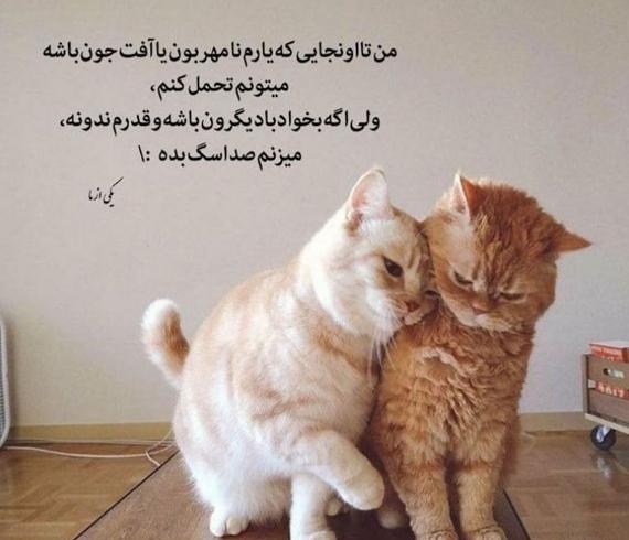 عکس نوشته گربه غمگین
