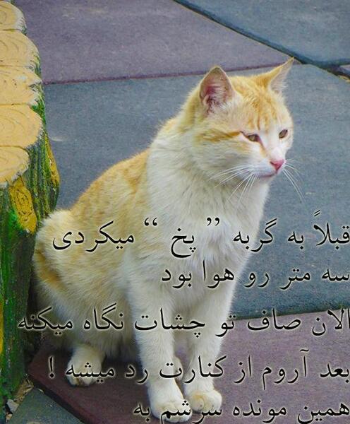 عکس نوشته گربه غمگین