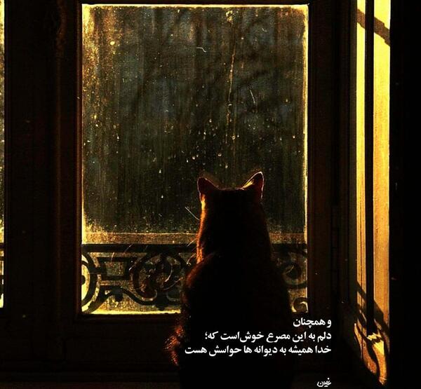 عکس نوشته گربه غمگین