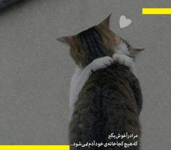 عکس نوشته گربه غمگین