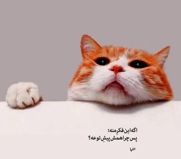 عکس نوشته گربه غمگین
