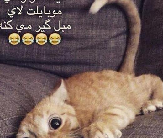 عکس نوشته گربه غمگین