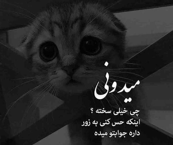 عکس نوشته گربه غمگین