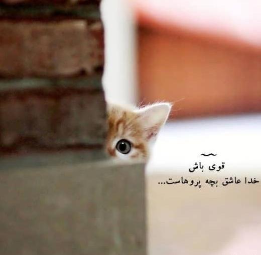 عکس نوشته گربه غمگین