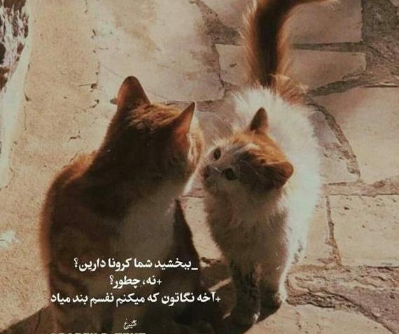 عکس نوشته گربه غمگین