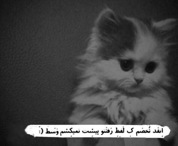 عکس نوشته گربه غمگین