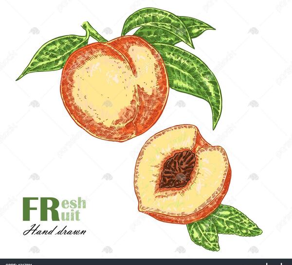 عکس نقاشی هلو