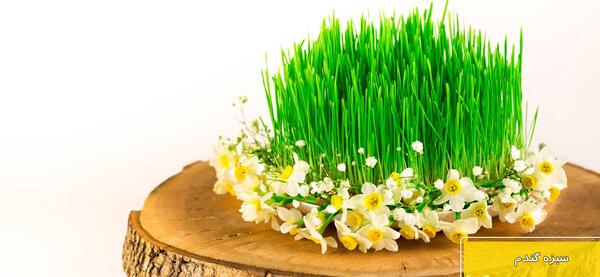 عکس سبزه گندم در تنگ ماهی