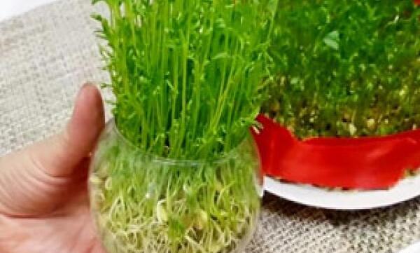 عکس سبزه گندم در تنگ ماهی