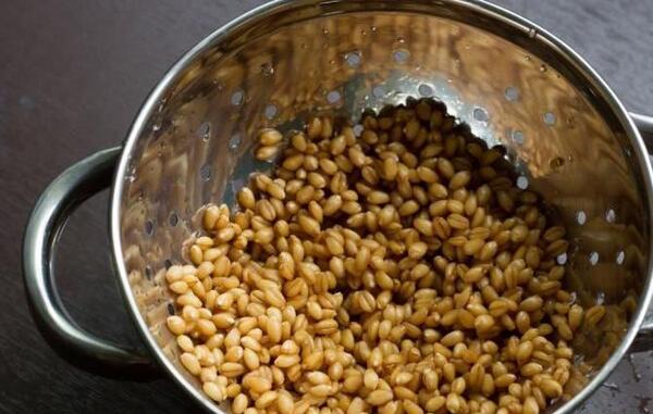 عکس سبزه گندم در تنگ ماهی