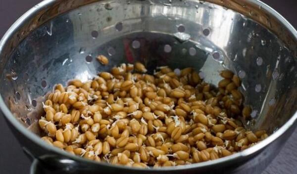 عکس سبزه گندم در تنگ ماهی