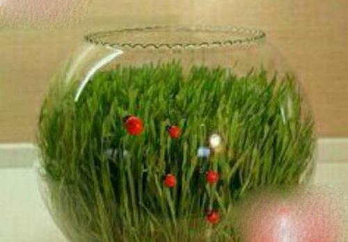 عکس سبزه گندم در تنگ ماهی