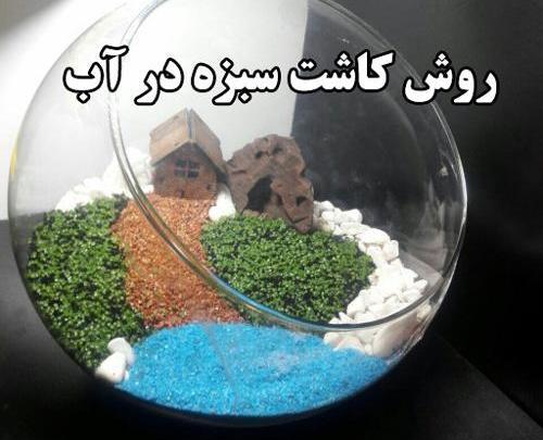 عکس سبزه گندم در تنگ ماهی