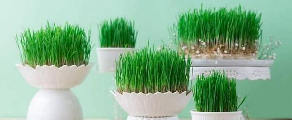 عکس سبزه گندم برای عید