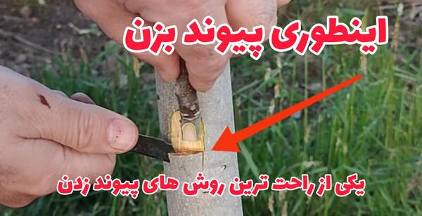 عکس سبزه گندم برای عید