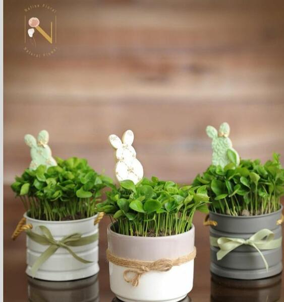 عکس سبزه گندم برای عید