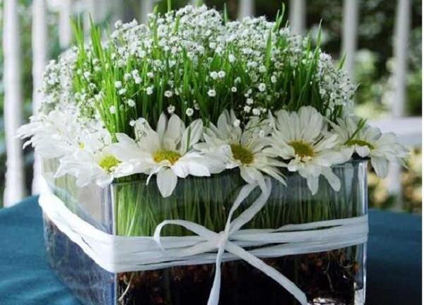 عکس سبزه گندم برای عید