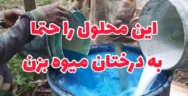عکس سبزه گندم برای عید