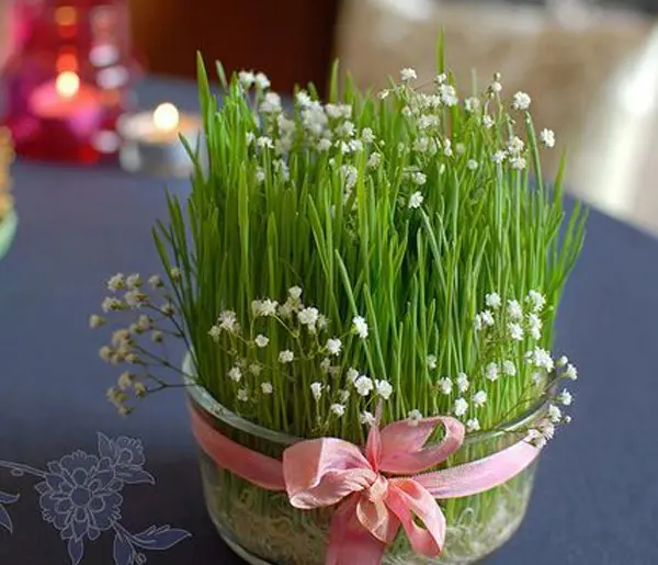 عکس سبزه گندم برای عید
