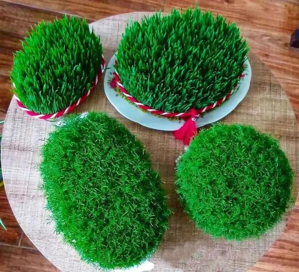 عکس سبزه گندم برای عید