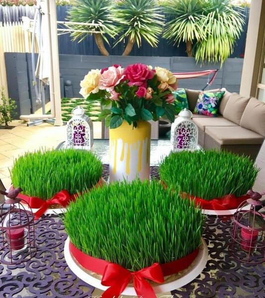 عکس سبزه گندم برای عید
