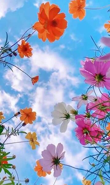 عکس های گل گیسو