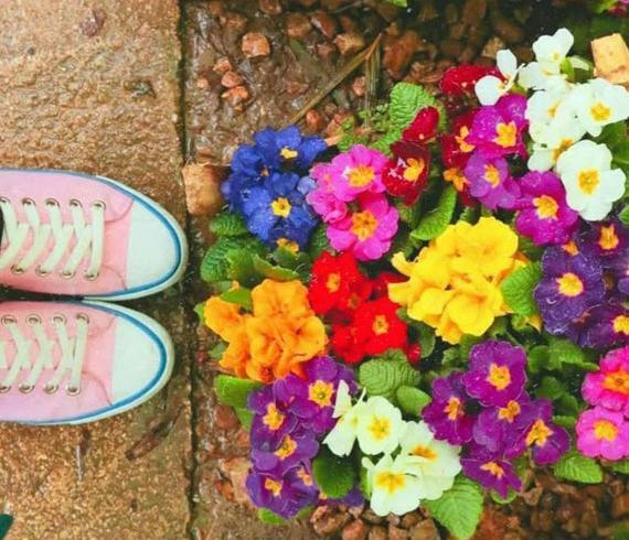 عکس های گل گیسو