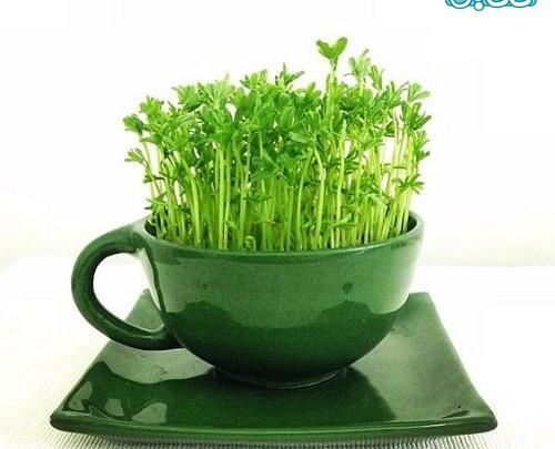 عکس سبزه فانتزی