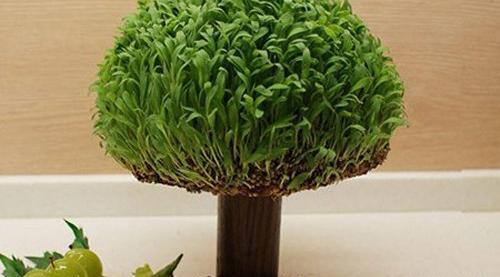 عکس سبزه فانتزی