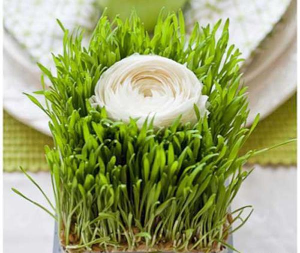 عکس سبزه فانتزی