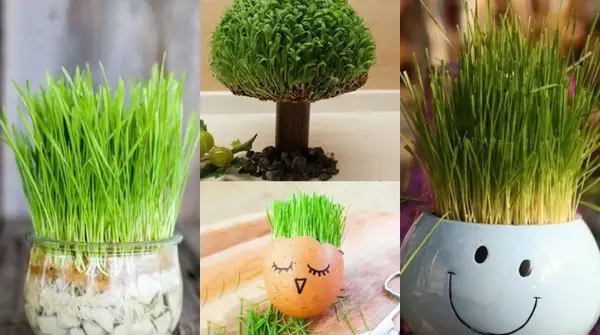 عکس سبزه فانتزی
