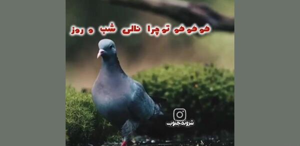عکس نوشته عجب صبری خدا دارد سهراب سپهری