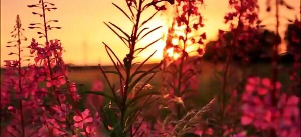 عکس نوشته عجب صبری خدا دارد سهراب سپهری