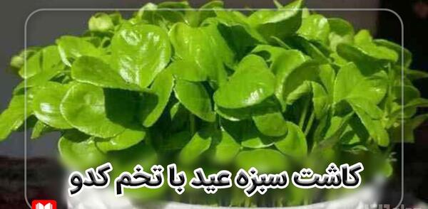 عکس سبزه تخم کدو