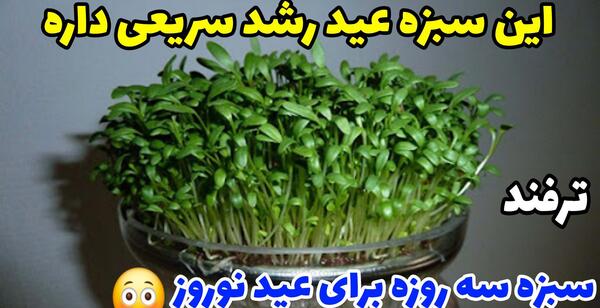 عکس سبزه شبدر