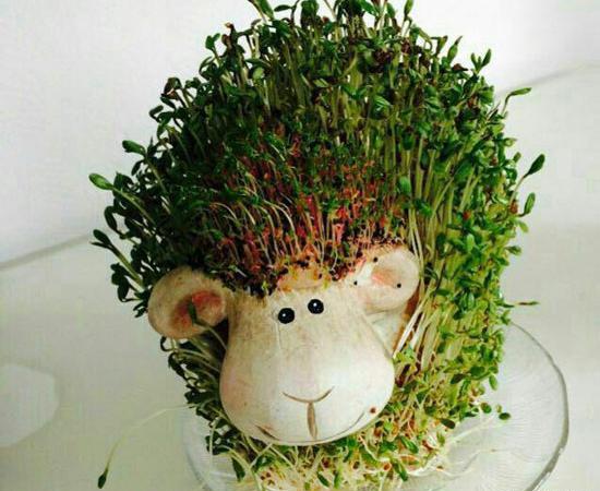 عکس سبزه شبدر