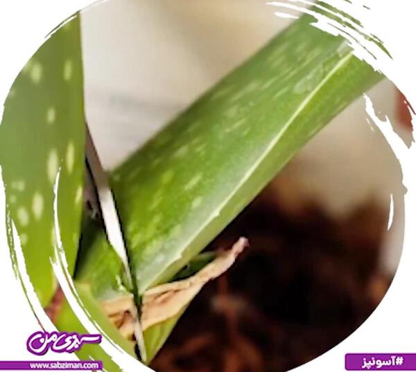 عکس سبزه شبدر