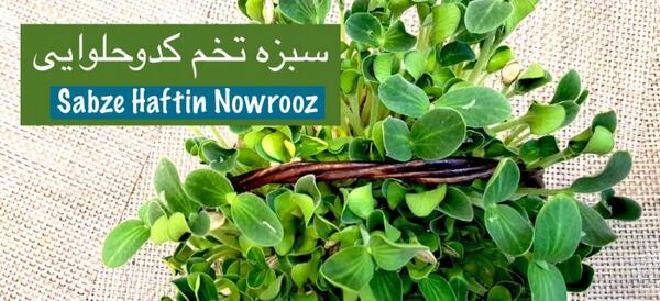 عکس سبزه شبدر