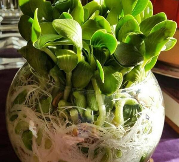 عکس سبزه تخمه کدو