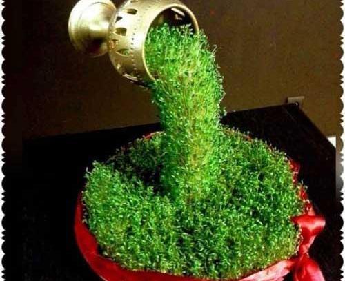 عکس سبزه آرایی