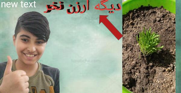 عکس سبزه نقاشی