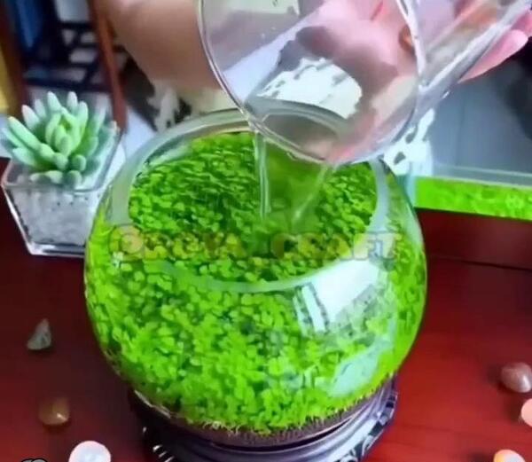 عکس سبزه شناور
