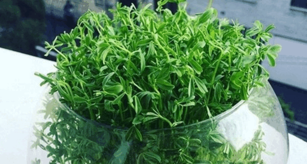 عکس سبزه شناور
