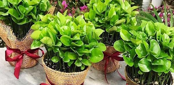 عکس سبزه شناور